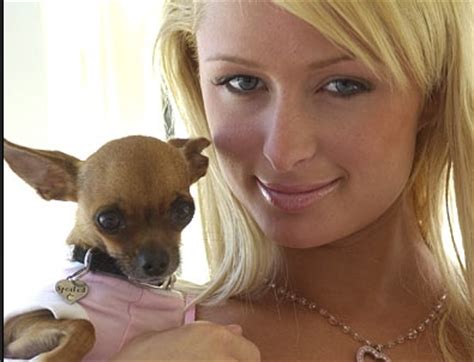 paris hilton chihuahua name.